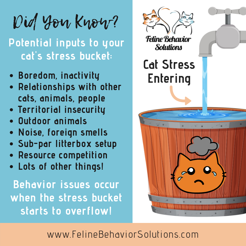 Podcast Cats Peeing Outside the Litter Box Causes and Solutions